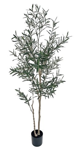 shishi Olive tree potted 210cm