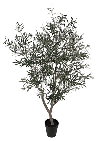 shishi Olive tree potted 240cm