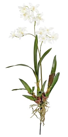 shishi Oncidium orchid plant white 75cm