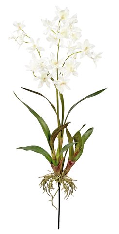 shishi Oncidium orchid plant white 80cm