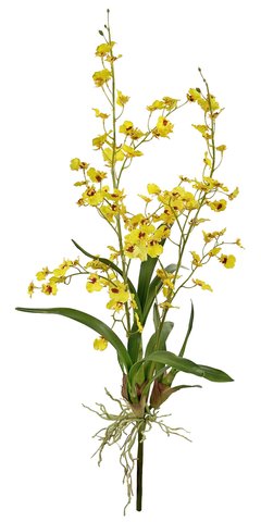 shishi Oncidium orchid plant yellow 80cm