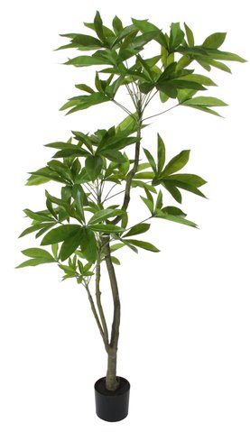 shishi Pachira tree green 1 8m