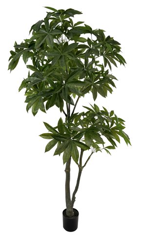 shishi Pachira tree green 2 4m