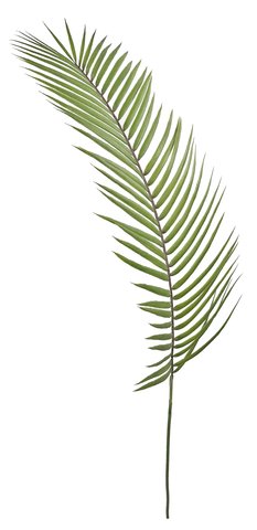 shishi Palm leaf green 140cm