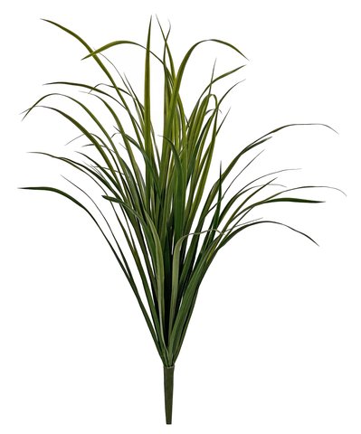 shishi Pampas grass M bush 100cm