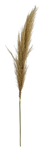 shishi Pampas natural 117cm