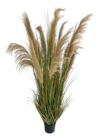 shishi Pampas potted 1 85m