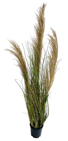 shishi Pampas potted 1m