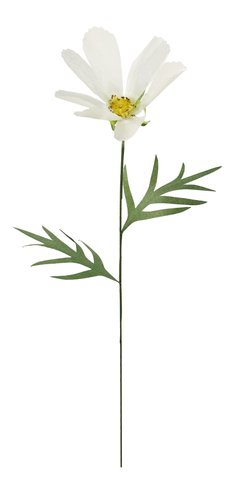 shishi Paper cosmos cream 70cm