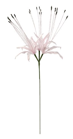 shishi Paper Nerine pink 70cm