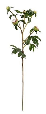 shishi Peony buds white 75cm