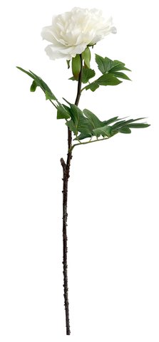 shishi Peony white 90cm