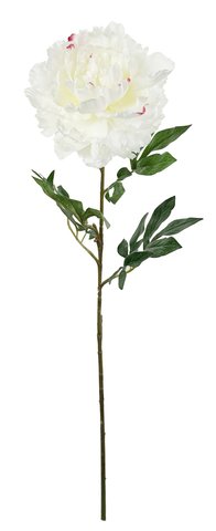 shishi Peony white with touch of pink 81cm