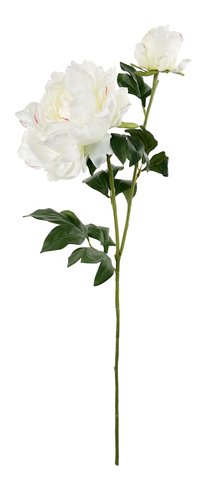 shishi Peony with bud white with touch of pink