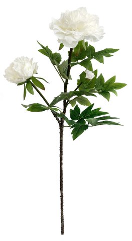 shishi Peony with buds white 90cm