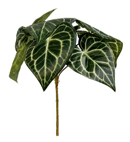 shishi Peperomia bush green 32cm