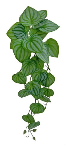 shishi Peperomia bush green white 54cm