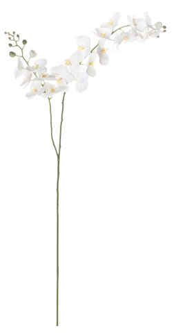shishi Phalaenopsis 2stem white 175cm