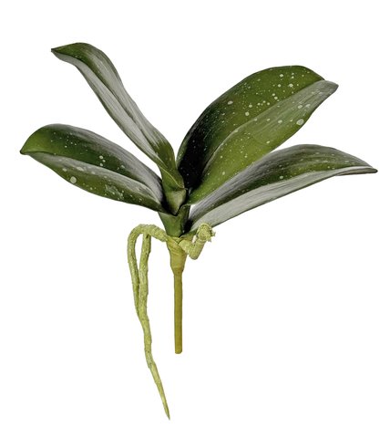 shishi Phalaenopsis leaves green 24cm