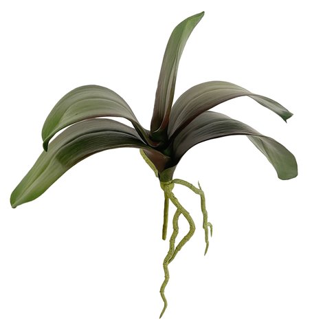 shishi Phalaenopsis leaves green-burgundy h31cm