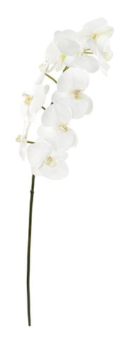 shishi Phalaenopsis white 100cm
