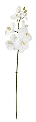 shishi Phalaenopsis white 75cm