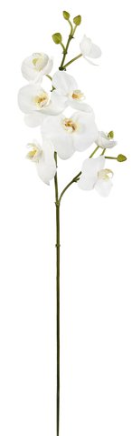 shishi Phalaenopsis white 85cm