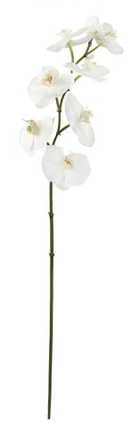 shishi Phalaenopsis white 90cm