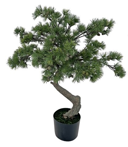 shishi Pine bonsai green potted 115cm