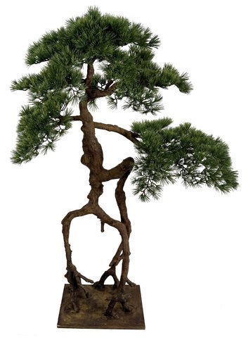 shishi Pine bonsai on plate h130cm