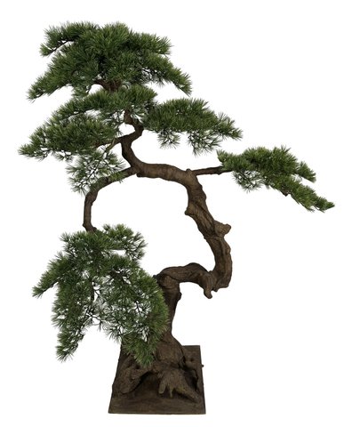 shishi Pine bonsai on plate h150cm