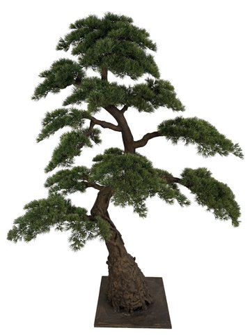 shishi Pine bonsai on plate h230cm