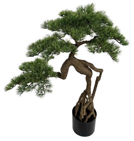 shishi Pine bonsai potted h105cm