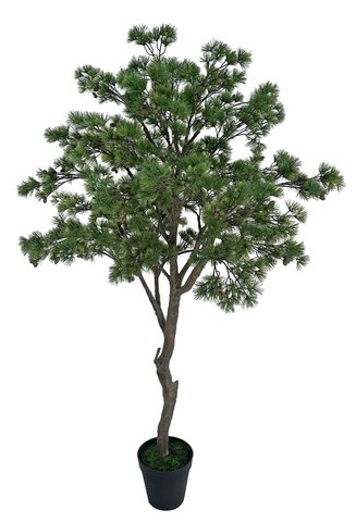 shishi Pine tree green potted 230cm