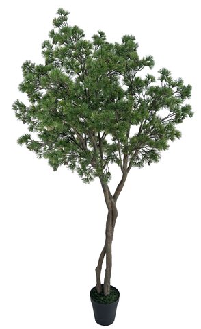 shishi Pine tree green potted 270cm