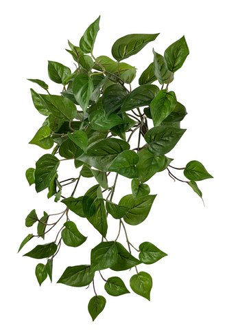 shishi Pothos bush green 45cm UV PROOF