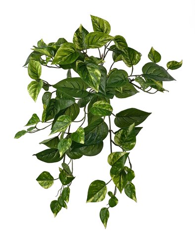 shishi Pothos bush green-yellow 45cm UV PROOF