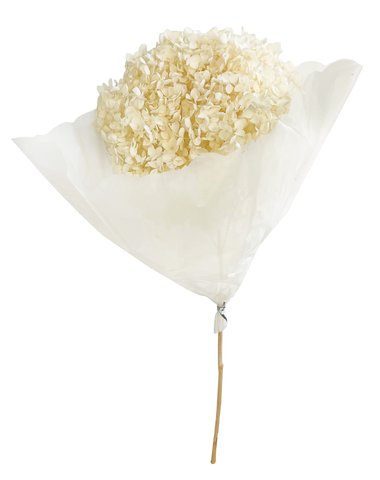 shishi Preserved hydrangea cream 60cm