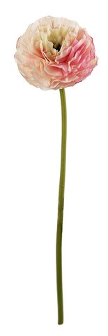 shishi Ranunculus full open lt pink 55cm