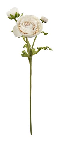 shishi Ranunculus x3 cream 58cm