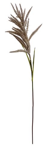 shishi Reed flowering brown 110cm