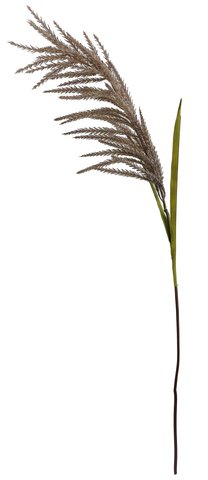 shishi Reed flowering brown 133cm