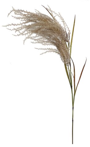 shishi Reed flowering brown 138cm