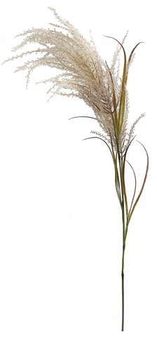 shishi Reed flowering light brown 138cm