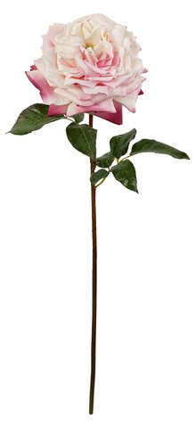 shishi Rose Westminster open pink 70cm