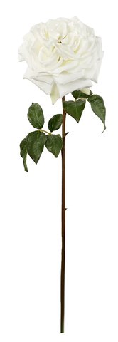 shishi Rose Westminster open white 70cm