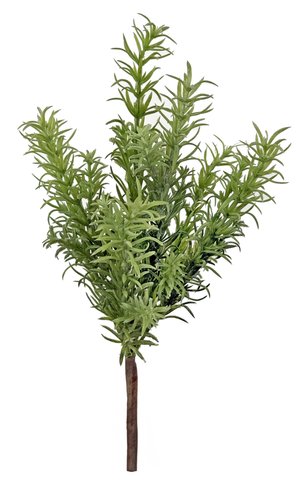 shishi Rosemary bush 29cm