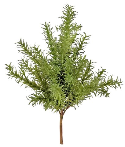shishi Rosemary bush 38cm