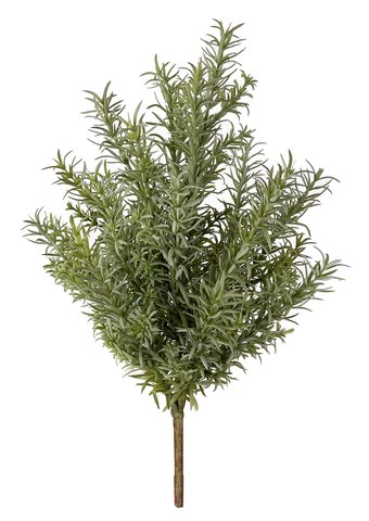 shishi Rosemary bush grey-green