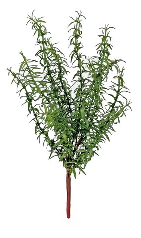 shishi Rosemary pick green